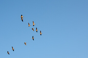 A flock of Greylag geese flying in formation against blue sky.