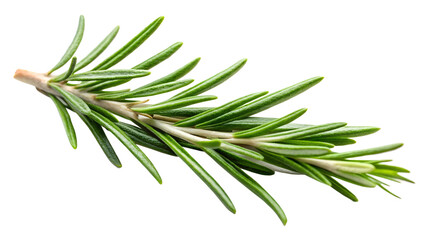 Fototapeta premium rosemary twig isolated on white