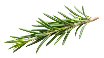 fresh rosemary on white background