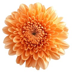 Vibrant orange flower close-up