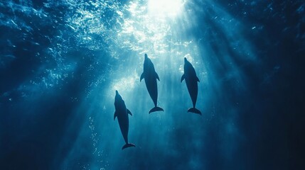 Fototapeta premium Three dolphins swimming in the ocean underwater.