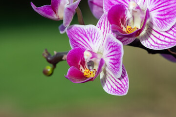 Close up of pink moon orchids (phalaenopsis amabilis) in bloom