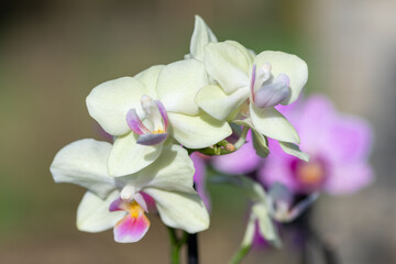 Close up of white moon orchids (phalaenopsis amabilis) in bloom
