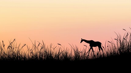 Naklejka premium Giraffe silhouette walking through tall grass, warm twilight glow on the horizon, soft shadows creating depth, isolated African landscape scene