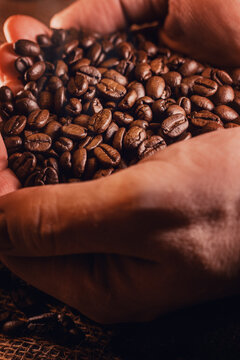 Hands Holding Roasted Coffee Beans