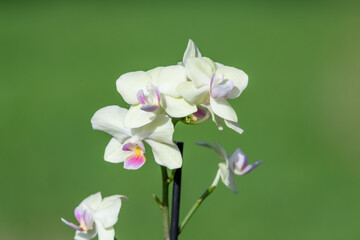 Obraz premium Close up of white moon orchids (phalaenopsis amabilis) in bloom