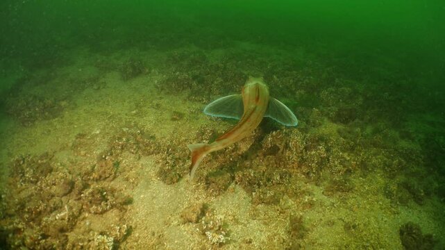 Chelidonichthys lucerna tub gurnard fish underwater marmara sea ocean scenery big fish