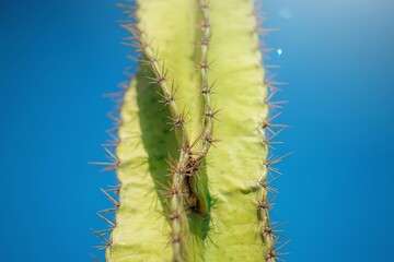 cactus on blue sky background
