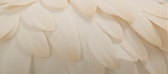 Detailed close-up image featuring interwoven white  beige feather texture