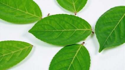 Fototapeta premium Photorealistic portrait of a magical garden featuring intricate details on green leaves PixarDisney style