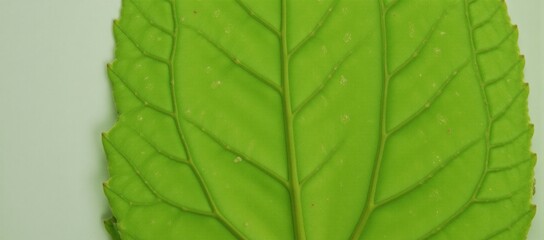Fototapeta premium Close-up of intricate green leaf vein textures