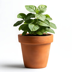 Obraz premium Sustainable Indoor Plant Decor: Terracotta Pot with Green Leaves for Eco-Friendly Home