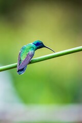 hummingbird on a branch