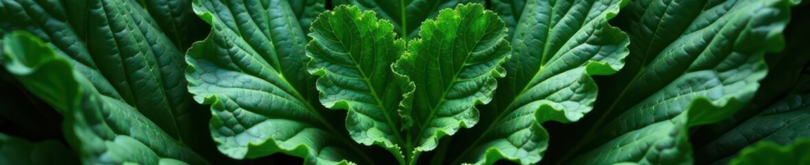 Dark green kale leaves artfully arranged in heart shape , plant, design, diet