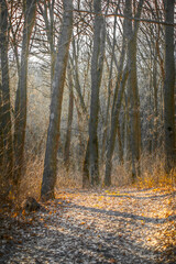 Mysterious spring forest with fallen leaves and leafless trees during sunset