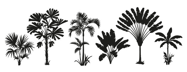 Tropical palm tree set. Collection of monochrome graphic silhouettes. Abstract botanical elements isolated on a white background. 
