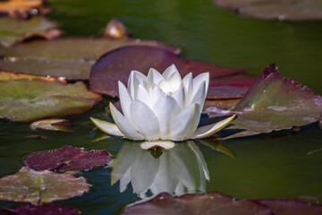 A white water lily blossom floats on a pond amidst floating lily pads