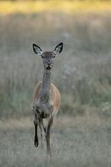 Red Deer (Cervus elaphus). A female deer cautiously stepping through the grassland. Open meadow with golden sunlight. Graceful yet alert presence in the wild.