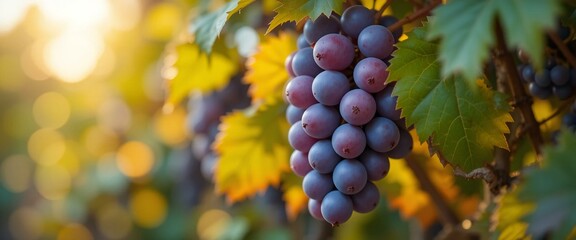 Close-up of Grapes on Tree.