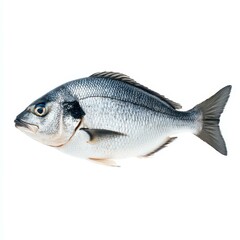 Obraz premium A fresh bream fish, showcasing its sleek body and vibrant scales, perfect for culinary delights and dinner tables.