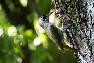 European green woodpecker (Picus viridis). Bird feeding chicks in a tree cavity. Dense woodland habitat with vibrant green foliage. A tender moment of parental care captured in soft natural light.