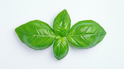Fototapeta premium Vibrant Green Basil Sprig: A Culinary Delight