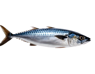 Fresh Mackerel Fish isolated on transparent background