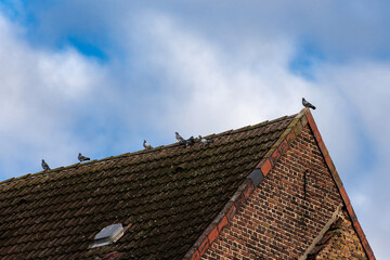 Pigeons resting on a rooftop under a blue sky with light clouds.