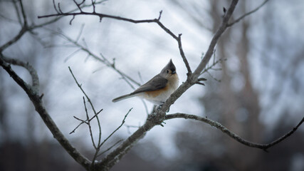 Ruffed Titmouse