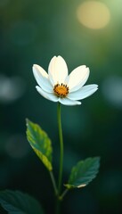 Single white flower, floating in a hazy light, otherworldly feel, soft focus, white, magical