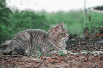 A cat is sitting on the ground in a grassy area with cautious look. The scene has a calm and peaceful mood, as the cat seems to be enjoying its surroundings and looking for prey.