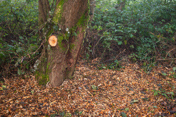 Scene in a forest park with freshly cut tree brunch and huge pile of cuttings and mulch on the...