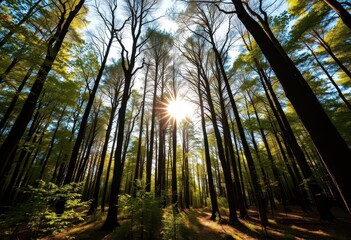 Naklejka premium Sunlight dapples a forest floor, illuminating upward-reaching tree branches, trunk, growth