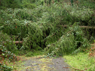 Fallen tree blocking forest road. Effect of a powerful red type storm. Nature damaged by a hurricane.