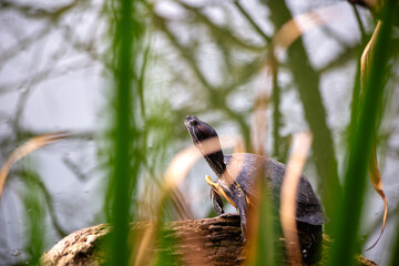 Red-eared Slider (Trachemys scripta elegans), native to North America, basking in freshwater habitats.