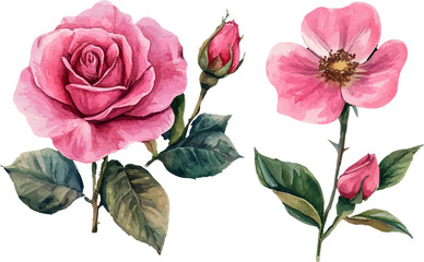 watercolor pink rose illustration	
