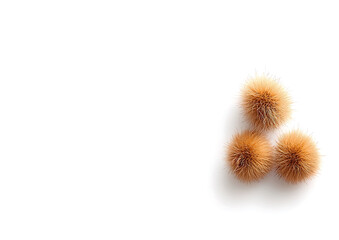 Obraz premium Chestnuts isolated on white background, showcasing their unique spiky texture and warm brown color, evoke sense of autumnal warmth