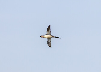 Red-breasted Merganser (Mergus serrator), found in North America and Europe, diving in coastal waters.