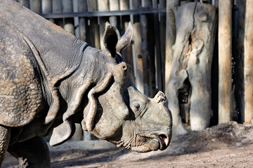 Indian Rhino (Rhinoceros unicornis), found in India and Nepal, grazing in grasslands and wetlands.