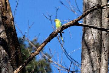 Rose-ringed Parakeet (Psittacula krameri), native to Asia and Africa, perched in tropical woodlands.