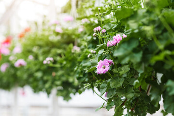 Modern greenhouse for growing plants. Pink and red flowers with green leaves in pots hanging from ceiling in interior of orangery, close up