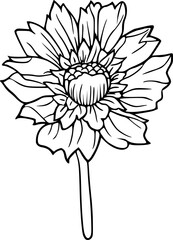 Flower line art illustration, floral vector drawing