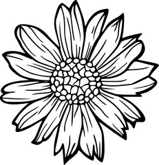 Flower line art illustration, floral vector drawing, blooming flower