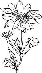 Flower line art illustration, floral vector drawing