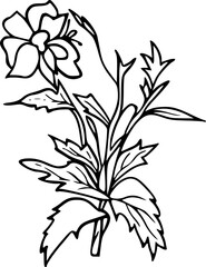 Flower line art illustration, floral vector drawing