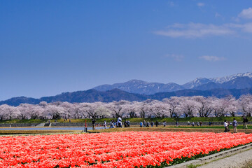 春満開のあさひ舟川 舟川べり桜並木と赤いチューリップ畑