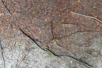 Natural Tree Roots on Forest Floor with Leaf and Soil Texture