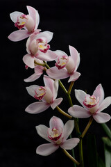 リカステと黒い背景