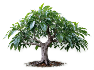 Aromatic camphor tree in detailed close up showing glossy green leaves