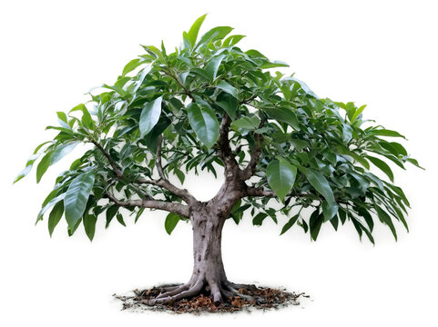 Aromatic camphor tree in detailed close up showing glossy green leaves